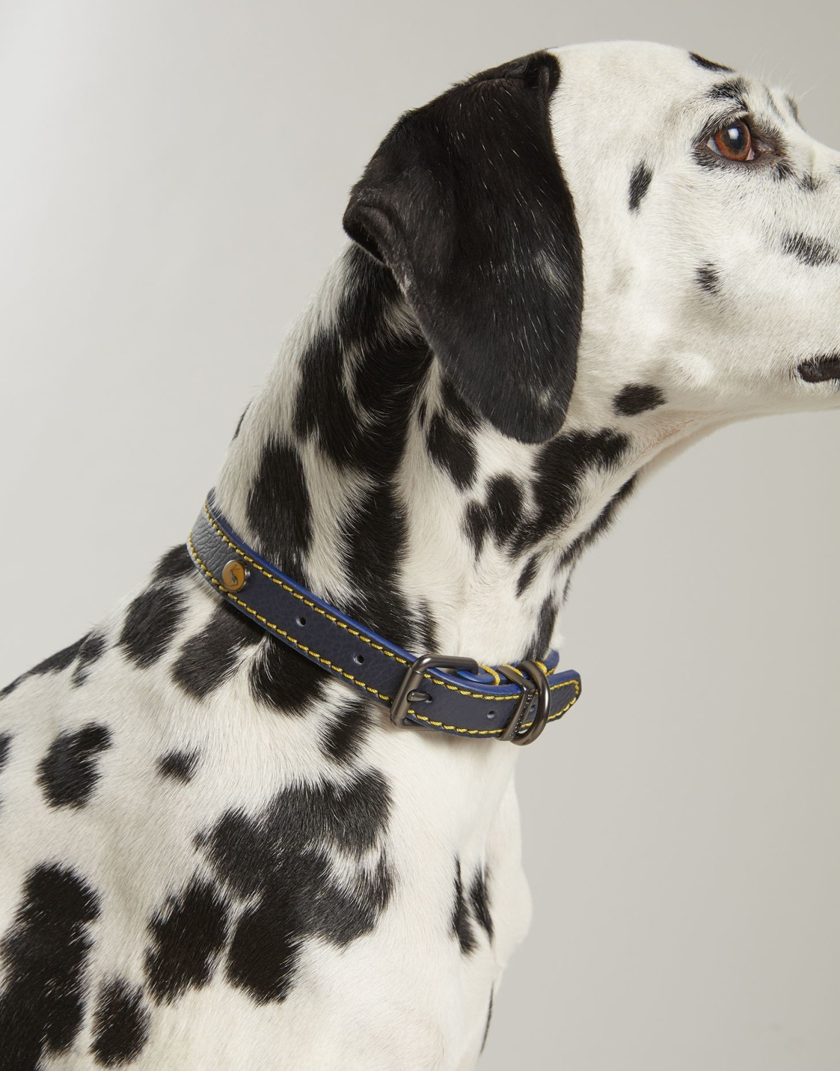 Joules Collier pour chien Small Joules Collier pour chien Small