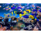 PaperMoon Aquarium 500 x 280 cm