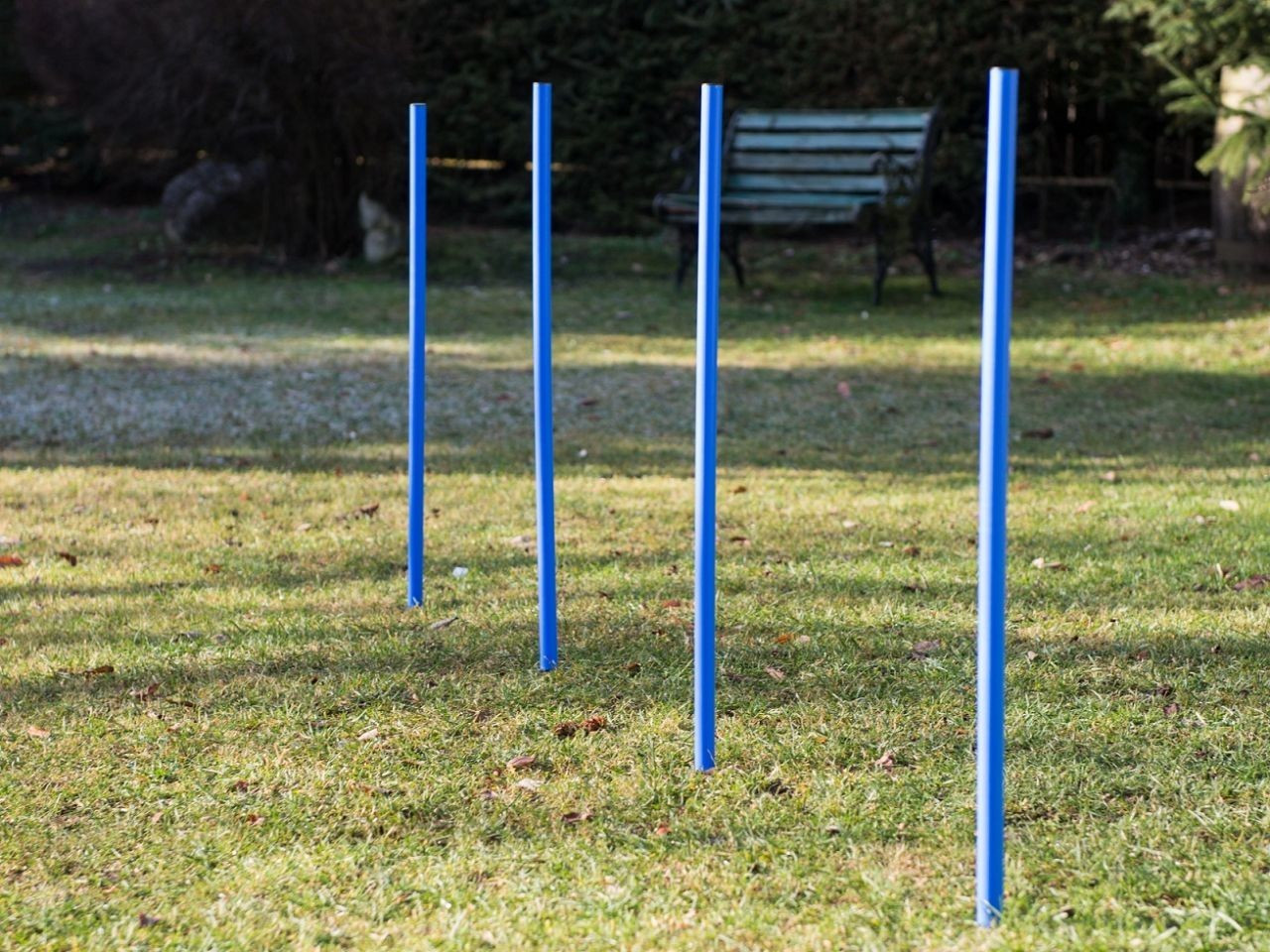 Procyon Slalom agility Procyon Slalom agility