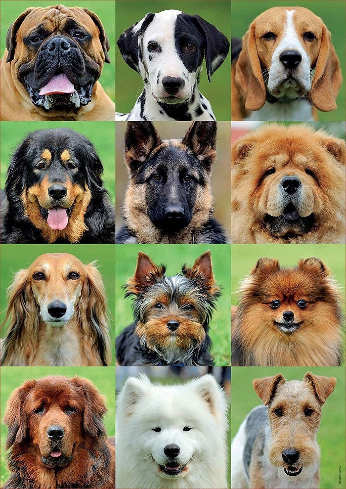 Educa Borrás 500 Dogs collage