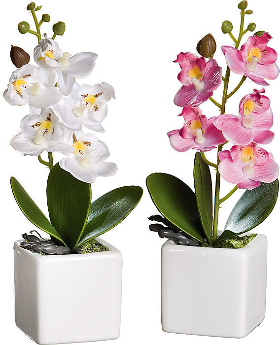 Flechtwaren Preisvergleich ab 2er-Set 12,69 € weiß 21cm Deko-Orchideen (222547) bei Frank rosa |