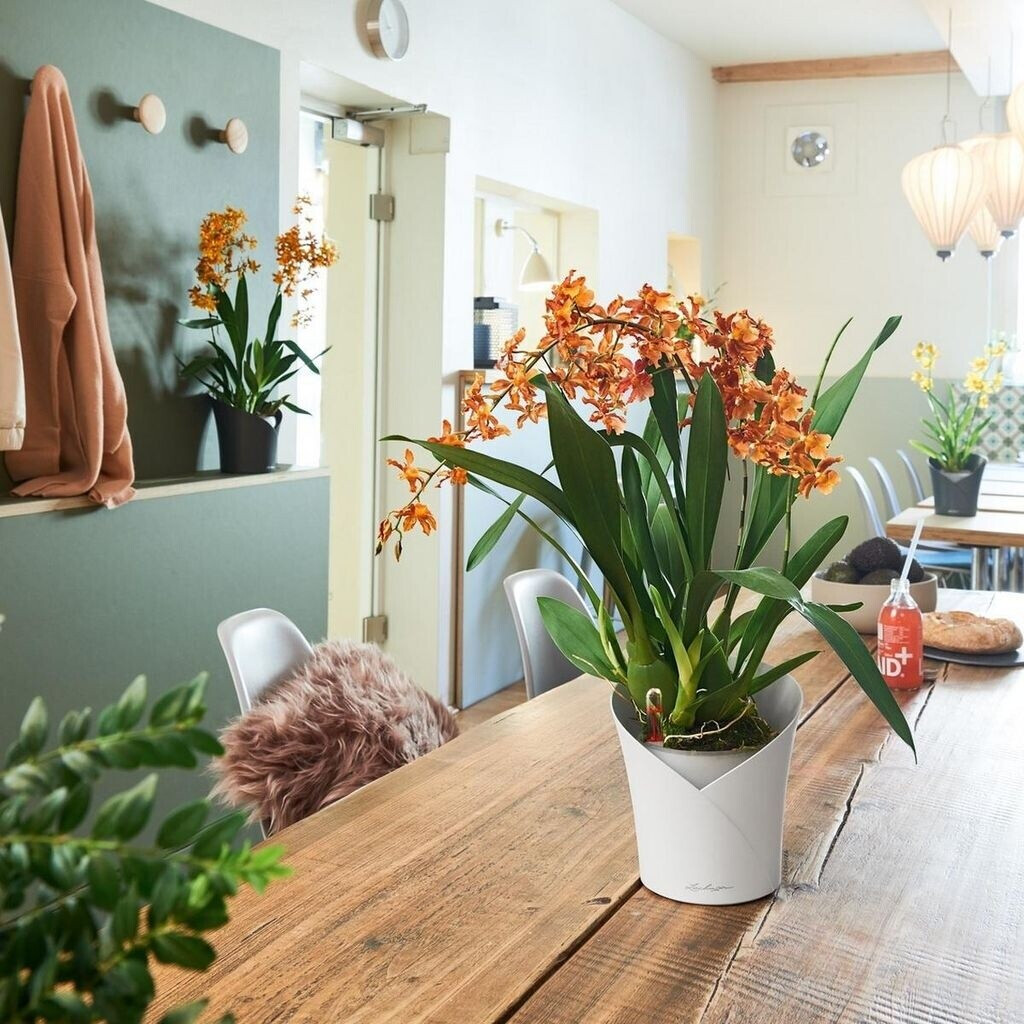 Lechuza Lechuza Orchidea 18x18x20cm grey - view 13