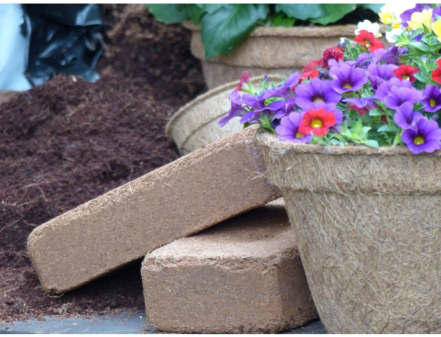 Proflora Kokosziegel - torffreie Blumenerde 192 l (24 Ziegel x 8 l) ab  36.99  | Vergleiche 2 Angebote auf idealo.de