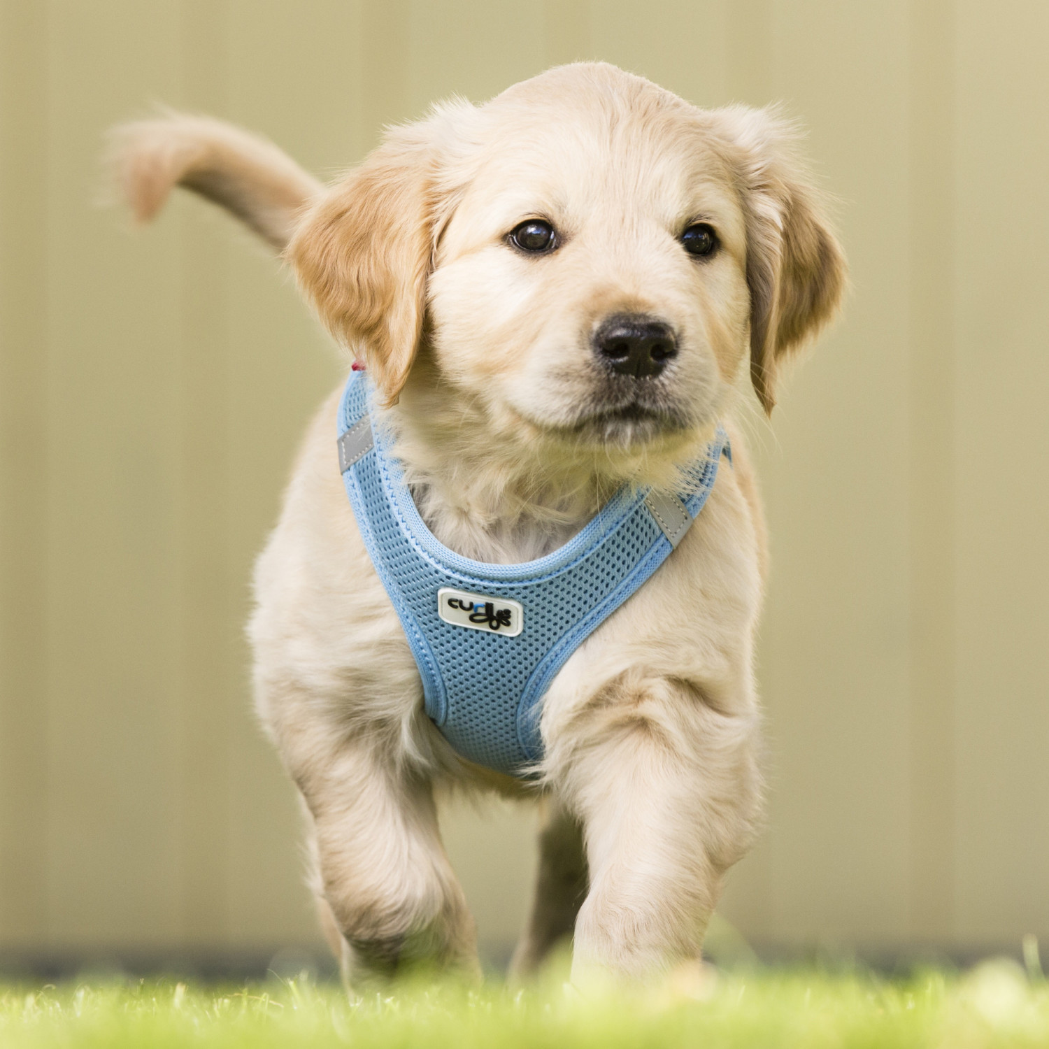 Curli Harnais pour chien 3XS Skyblue Caro