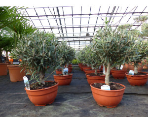 JH Grünwaren Olivenbaum Bonsai 4060cm ab 49,90 € Preisvergleich bei