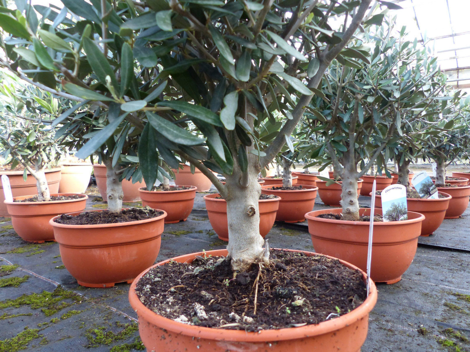 JH Grünwaren Olivenbaum Bonsai 4060cm ab 49,90 € Preisvergleich bei
