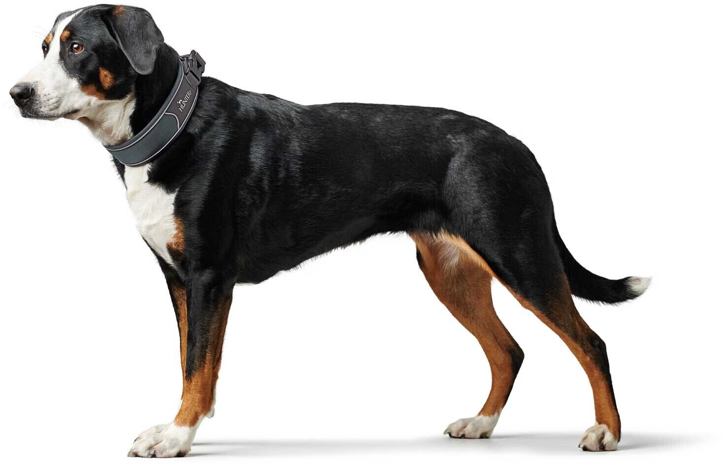 HUNTER Collier pour chien S Grey/Grey HUNTER Collier pour chien S Grey/Grey