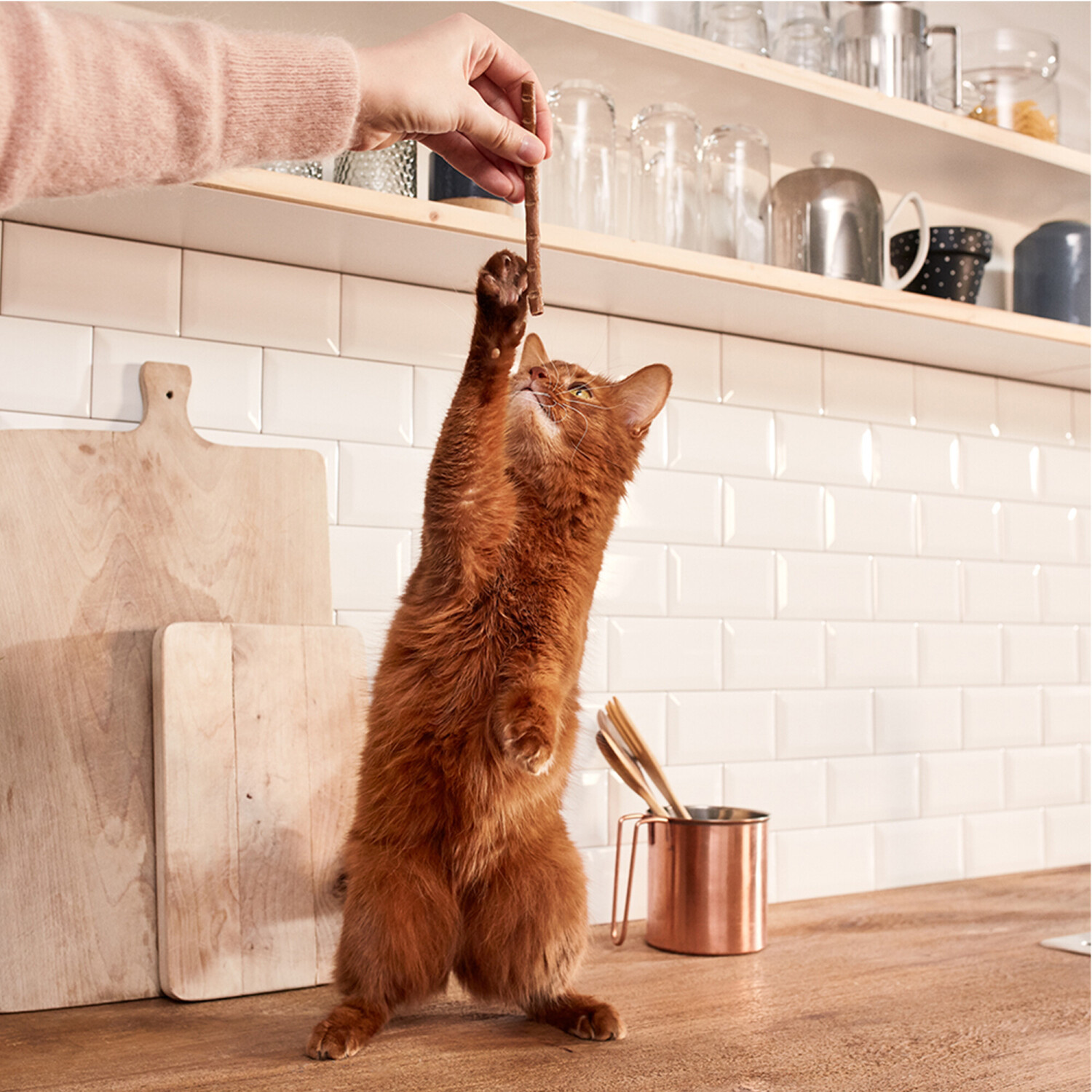 Gimborn Friandises pour chat Gimborn Friandises pour chat