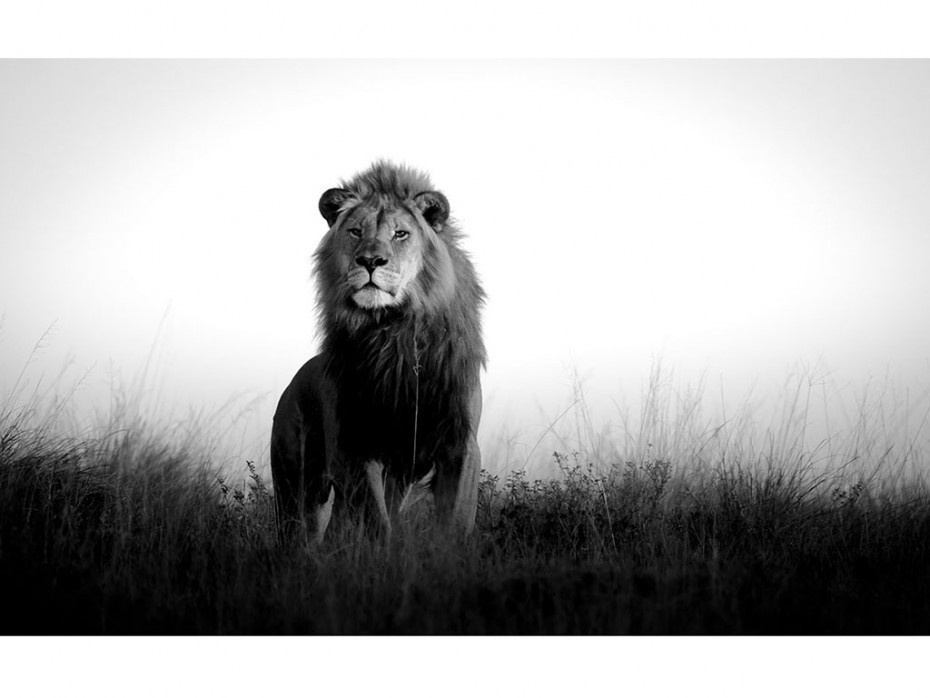Vente-unique Tableau en verre Lion