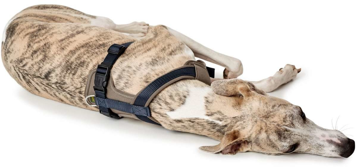 HUNTER Harnais pour chien Harness Neopren XS-S Blue/Brown HUNTER Harnais pour chien Harness Neopren XS-S Blue/Brown