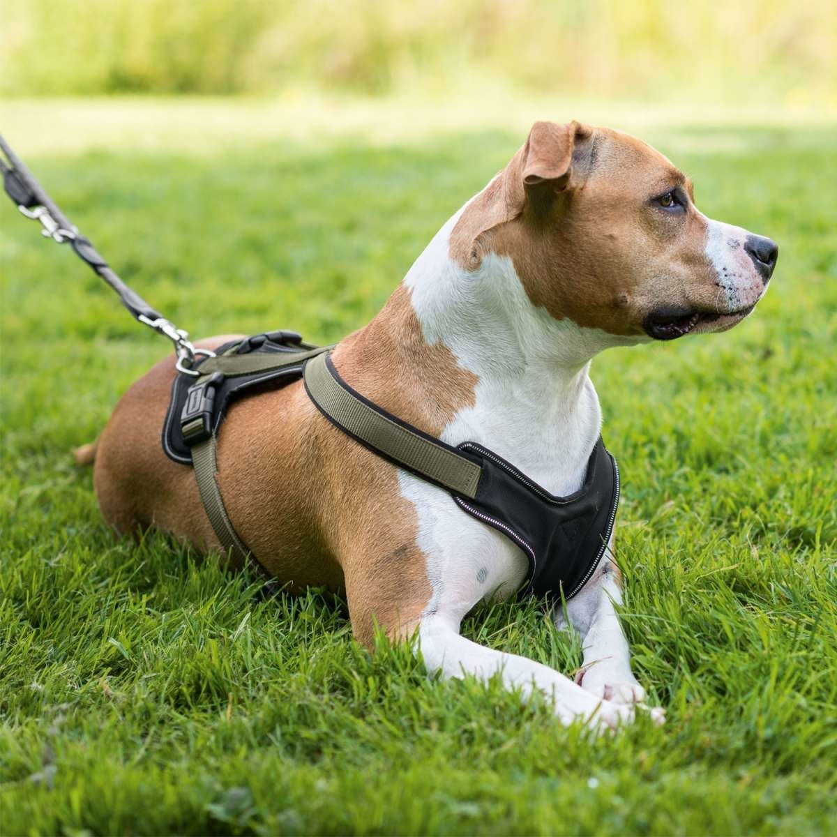 HUNTER Harnais pour chien HUNTER Harnais pour chien