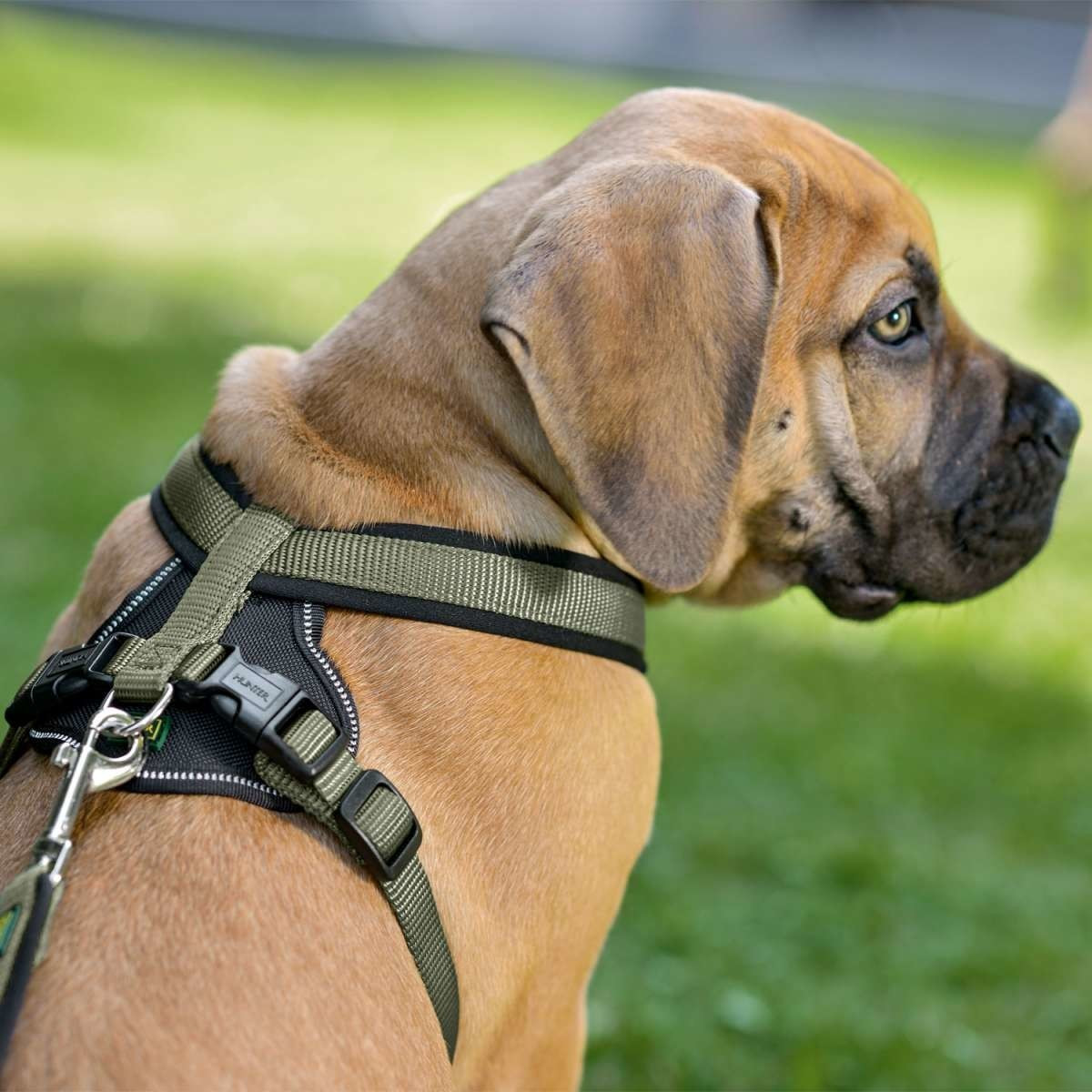 HUNTER Harnais pour chien HUNTER Harnais pour chien