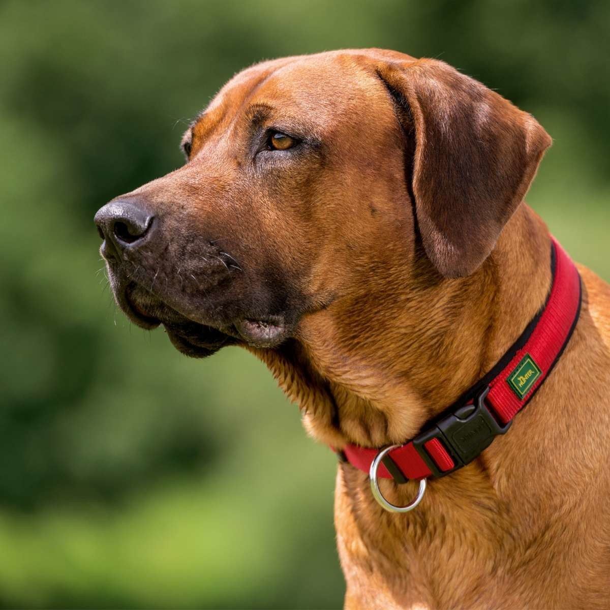 HUNTER Collier pour chien HUNTER Collier pour chien