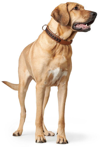 HUNTER Collier pour chien