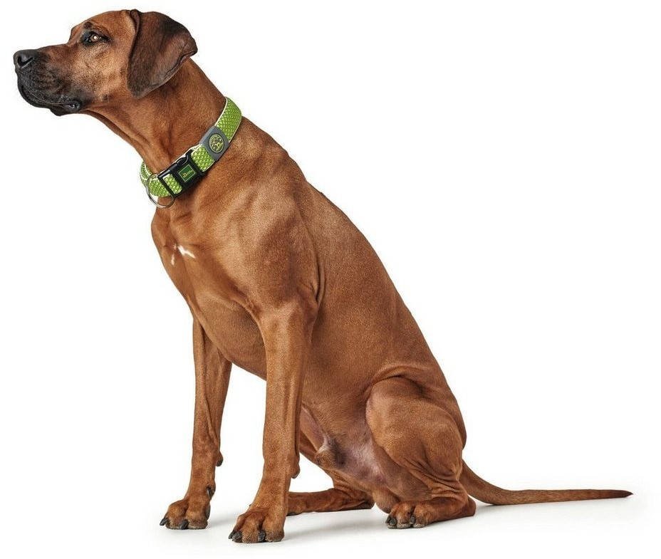 HUNTER Collier pour chien XL 3.8cm Lime Green HUNTER Collier pour chien XL 3.8cm Lime Green