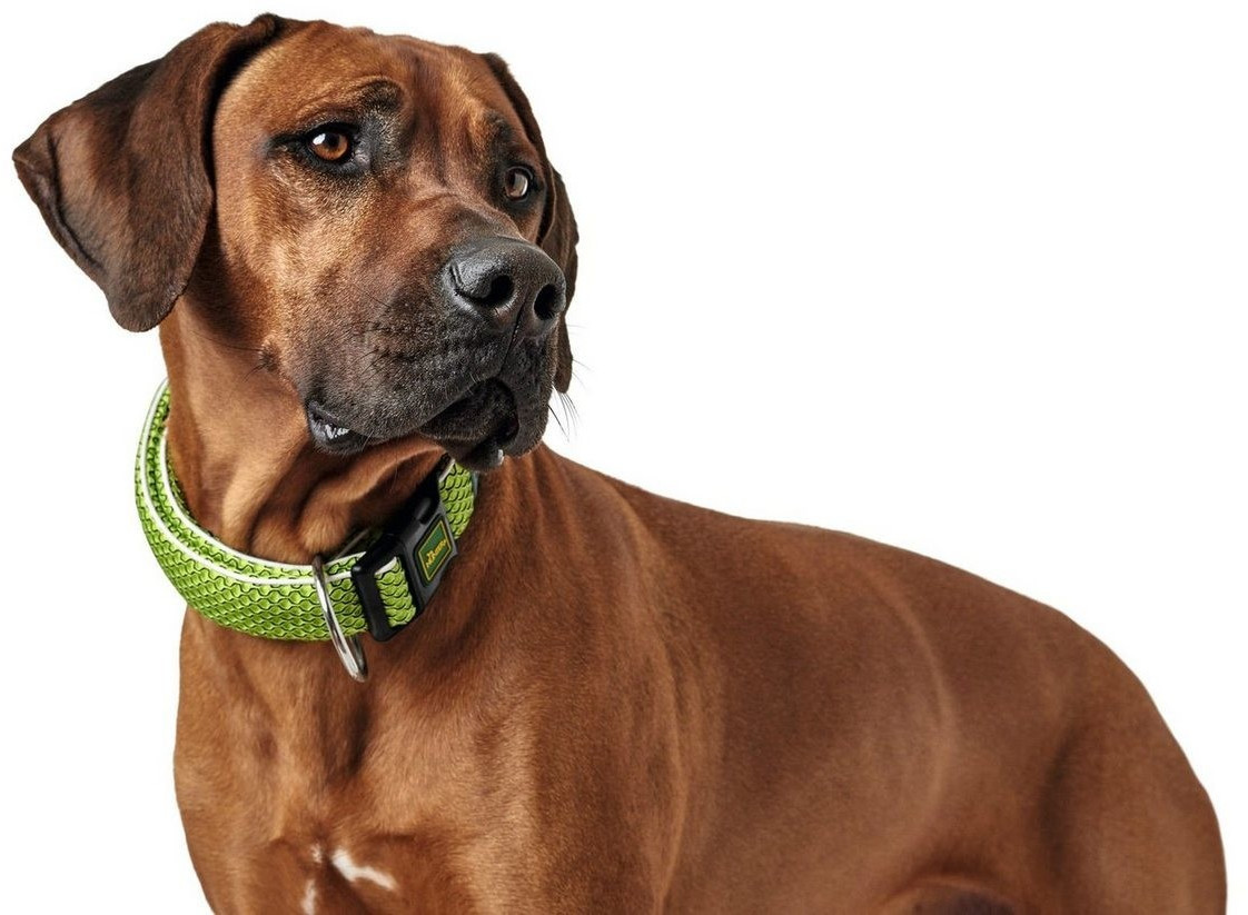 HUNTER Collier pour chien XL 3.8cm Lime Green HUNTER Collier pour chien XL 3.8cm Lime Green