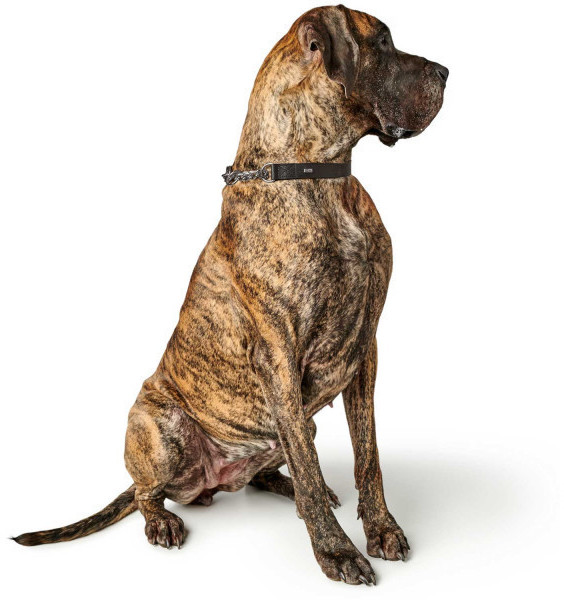 HUNTER Collier pour chien Black M-L 4.5cm HUNTER Collier pour chien Black M-L 4.5cm