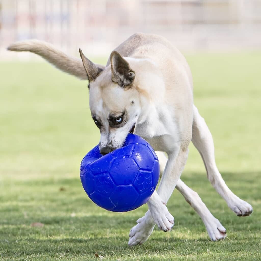 Jolly Pets Balle pour chien bleu Jolly Pets Balle pour chien bleu