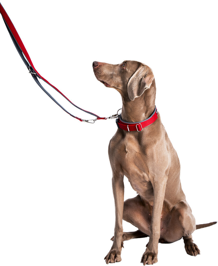 Nobby Collier pour chien XS 28-34cm 15/20mm Red Nobby Collier pour chien XS 28-34cm 15/20mm Red