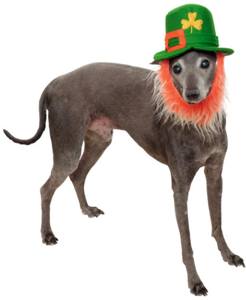 Mehron St Patrick's Day Hat with Beard Dog Costume