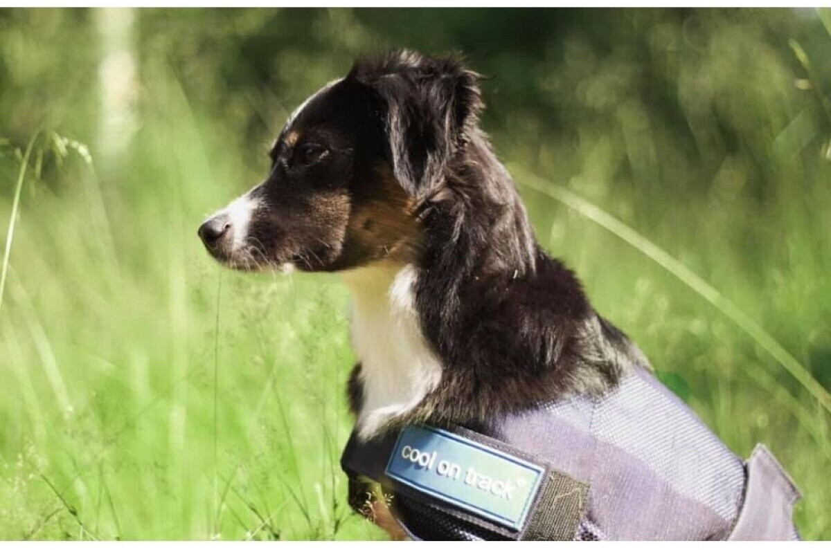 Back on Track Manteau pour chien 50cm Back on Track Manteau pour chien 50cm