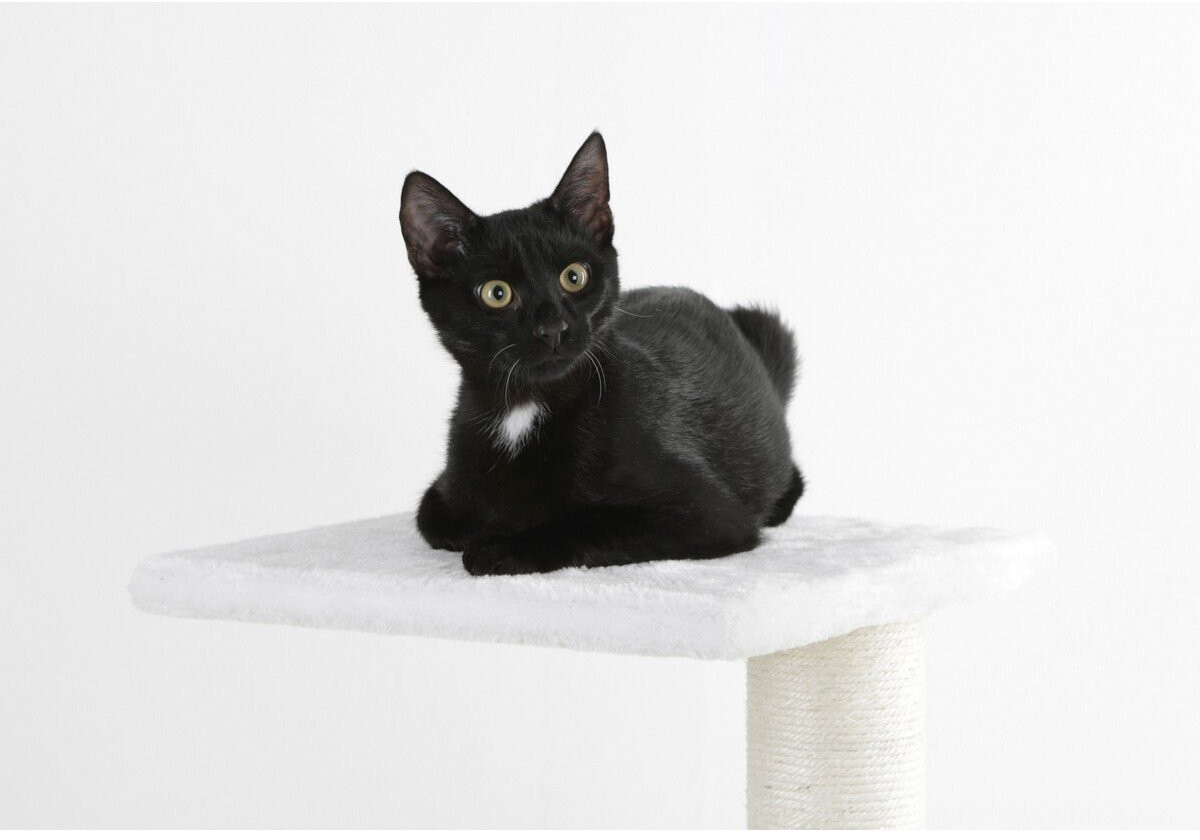 Kerbl Arbre à chat