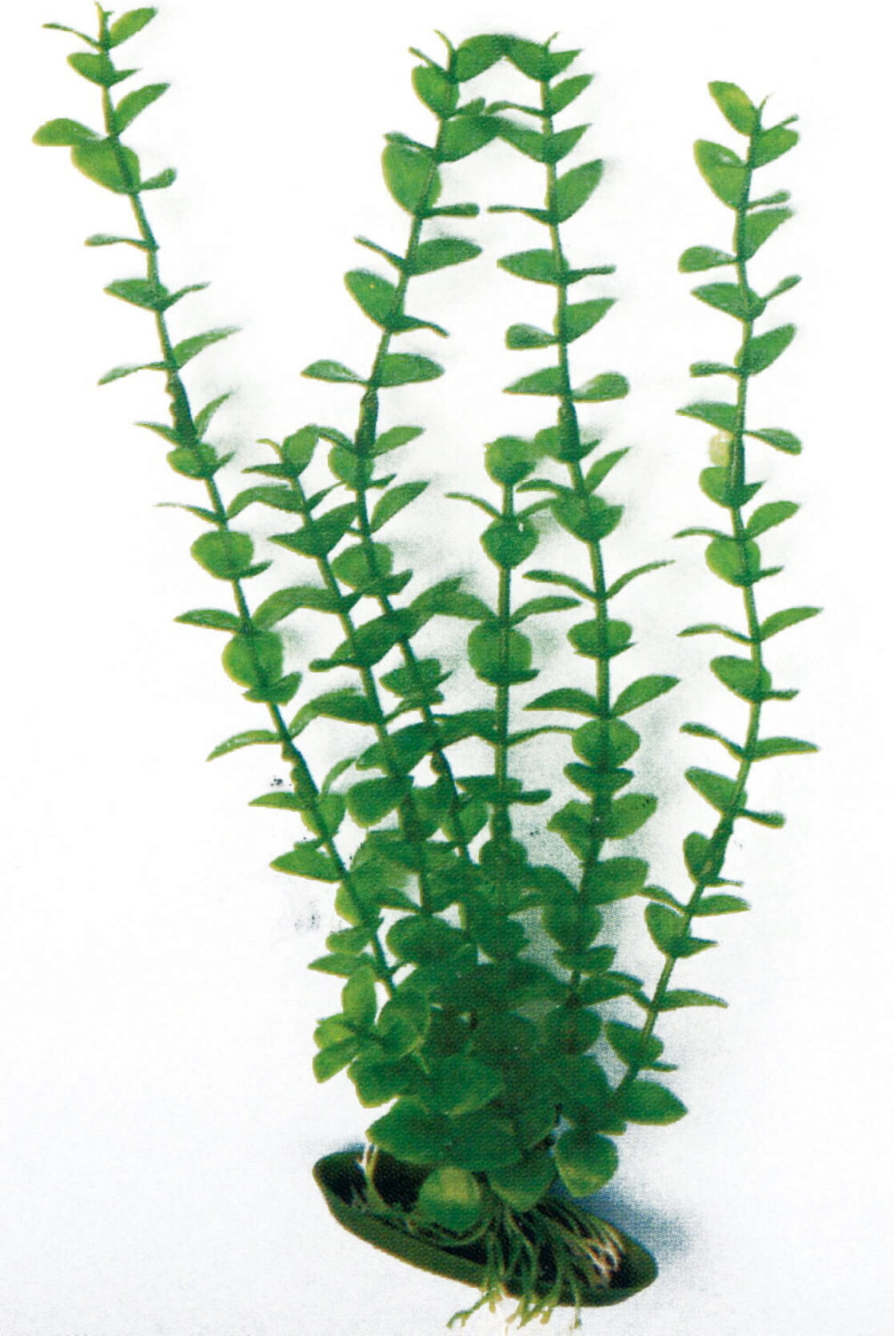 Amtra Plastic Aquarium Plant Rotala