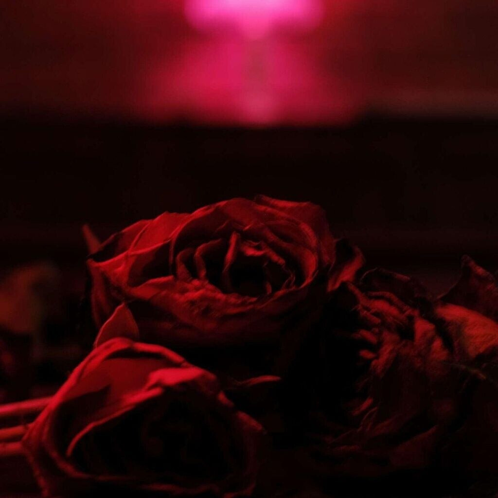 Paper Kites - Roses (Vinyl)
