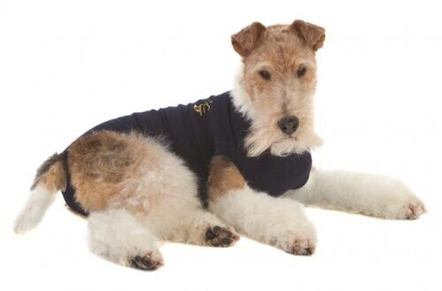 MPS Dog