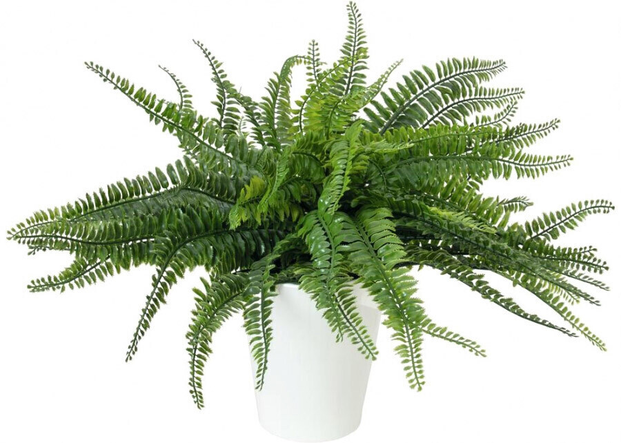 Europalms Buisson de fougère en pot – 48 cm