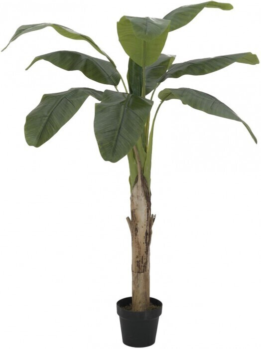 Europalms Bananier – 145 cm