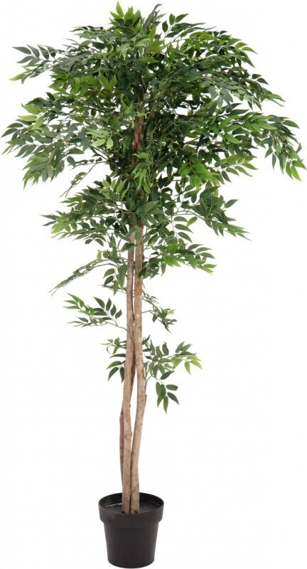 Europalms Ficus longifolia – 165 cm
