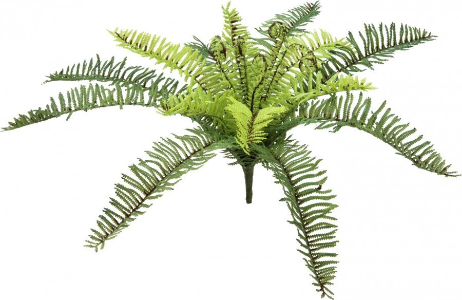 Europalms Fougère de forêt – 30 cm