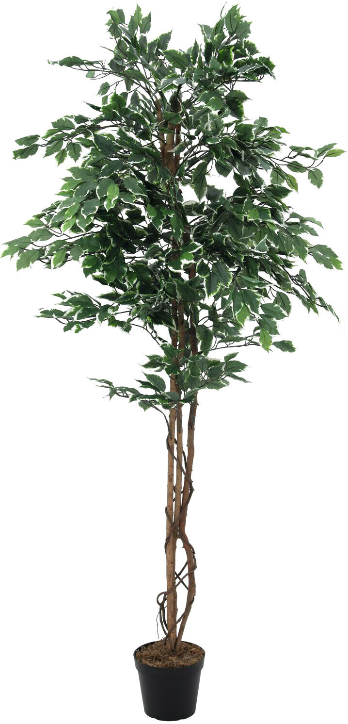 Europalms Ficus varié – 180 cm