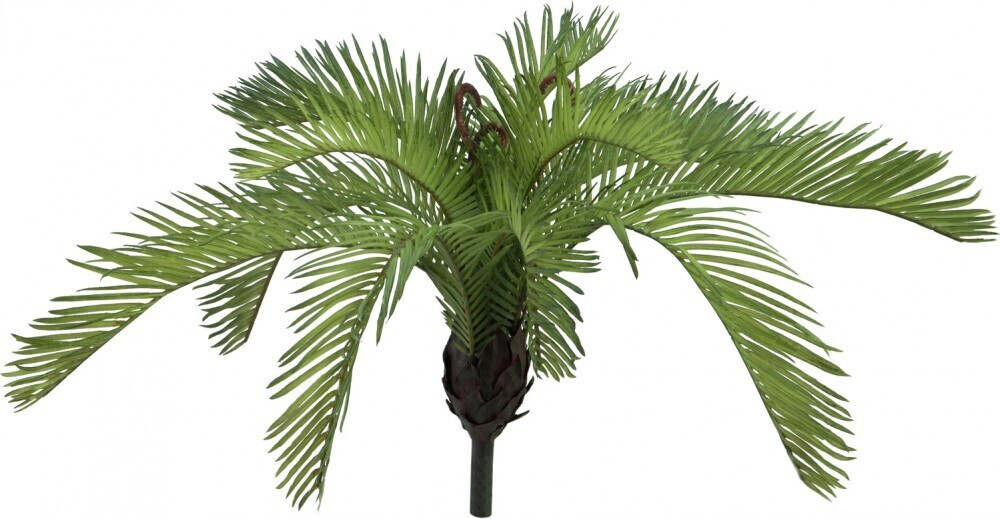 Europalms Fougère des Cycas - 50 cm