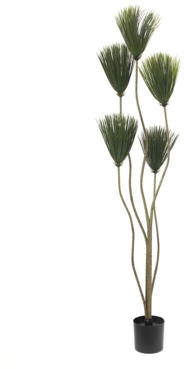 Europalms Plante de papyrus – 130 cm