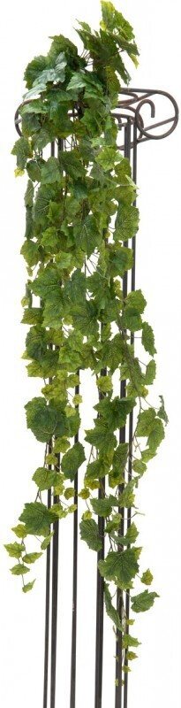 Europalms Raisinier - 170 cm