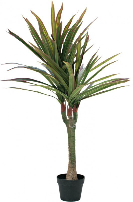 Europalms Dragonnier – 120 cm