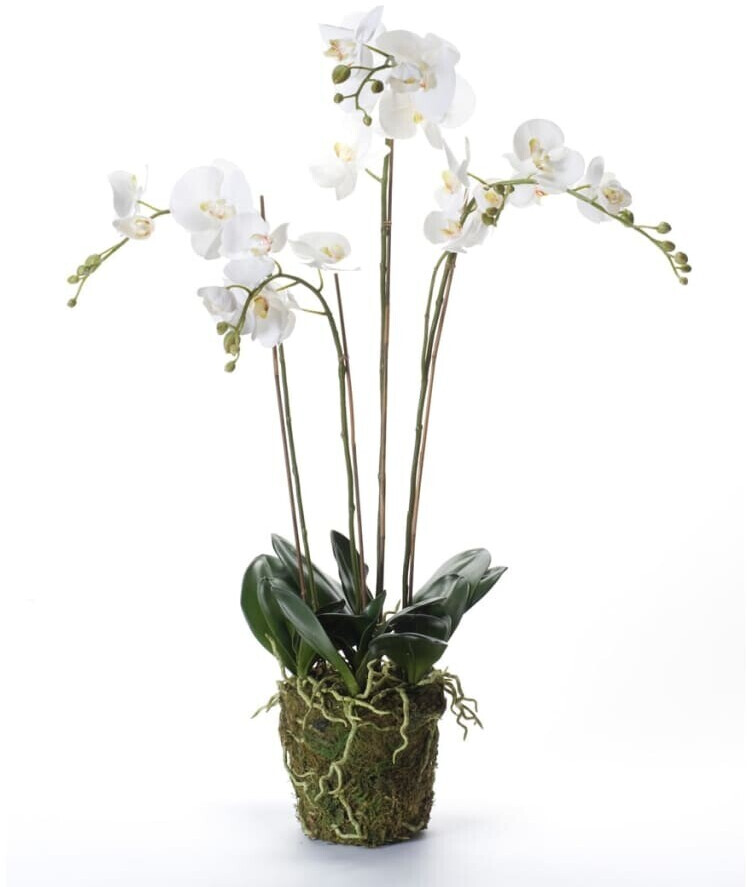 Emerald Phalaenopsis avec mousse - 90 cm