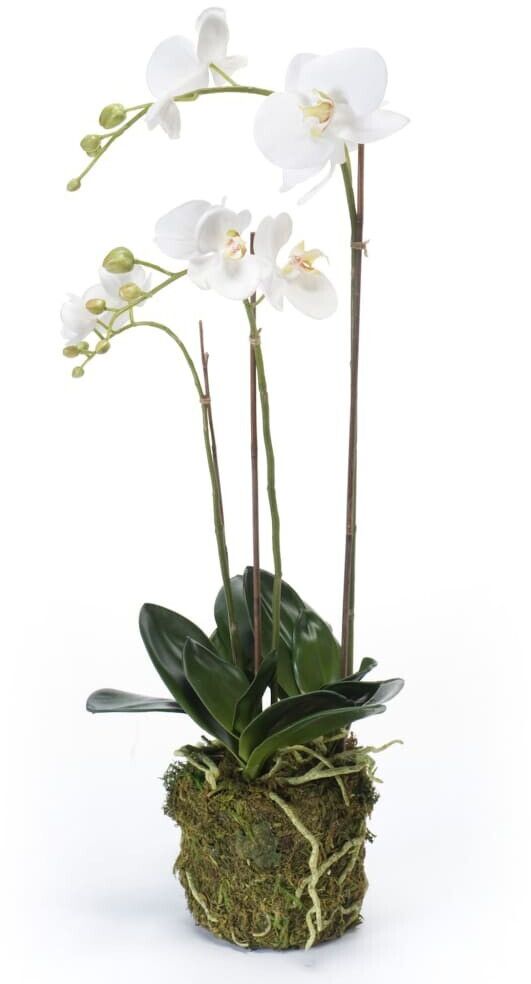 Emerald Orchidée phalaenopsis - 70 cm