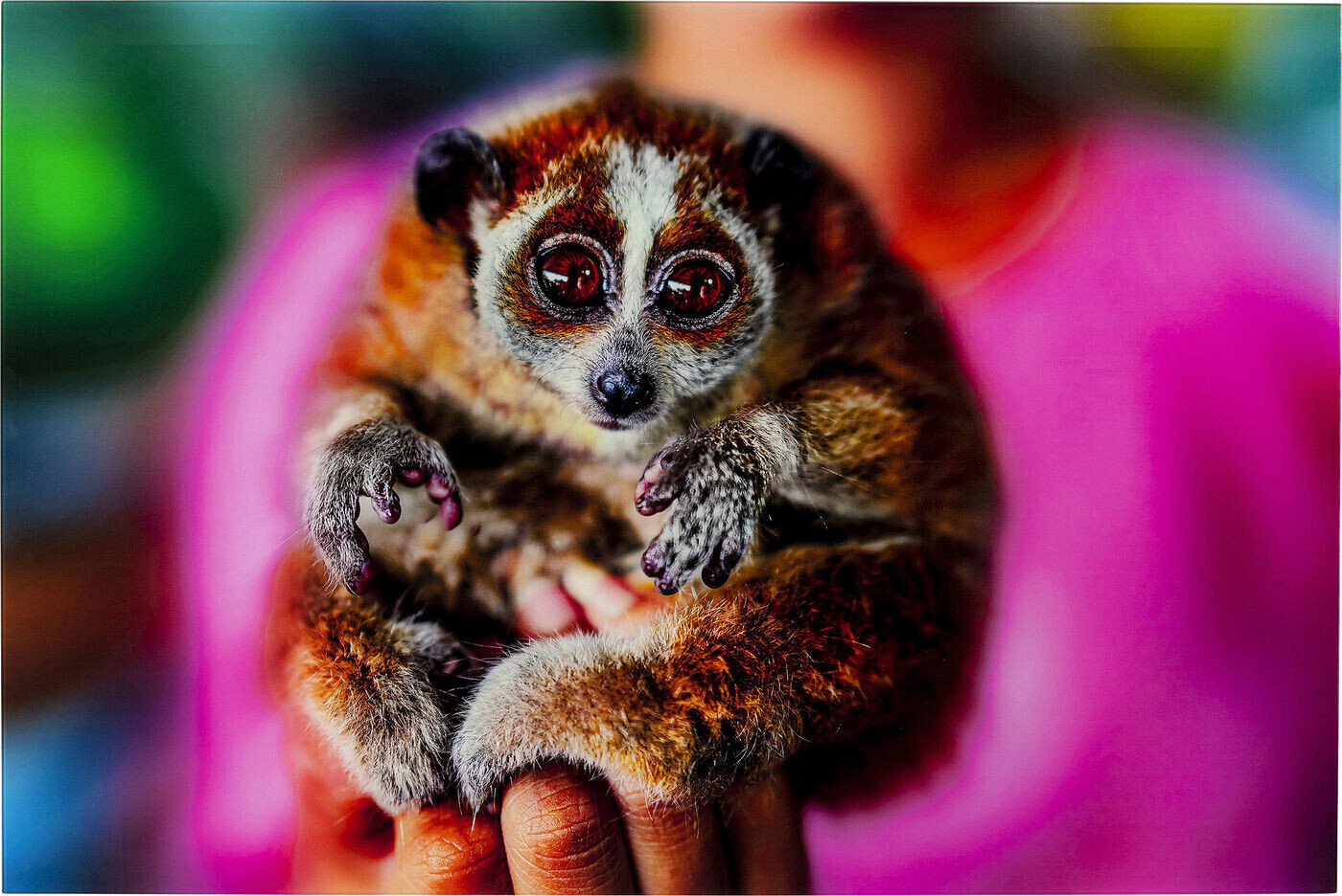 KARE Slow Loris 80x120cm
