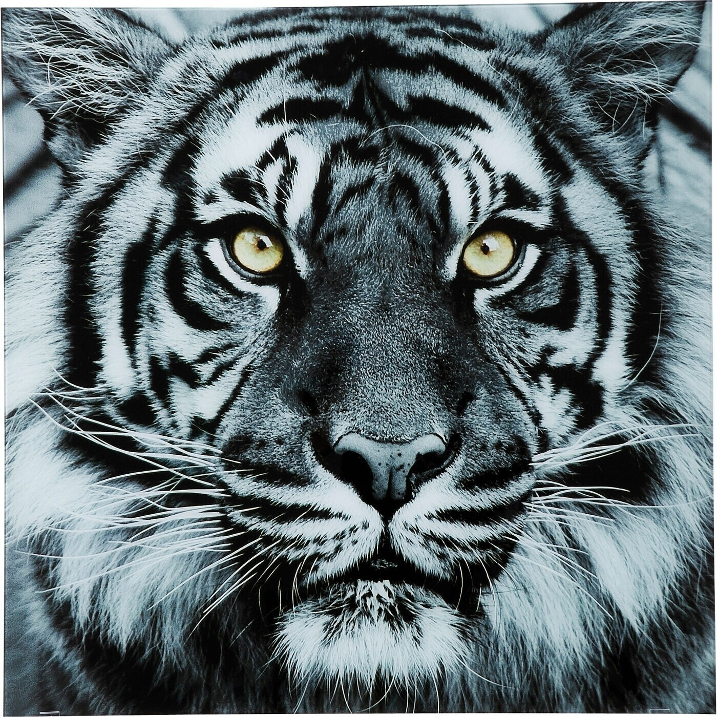 KARE Face Tiger 80x80cm