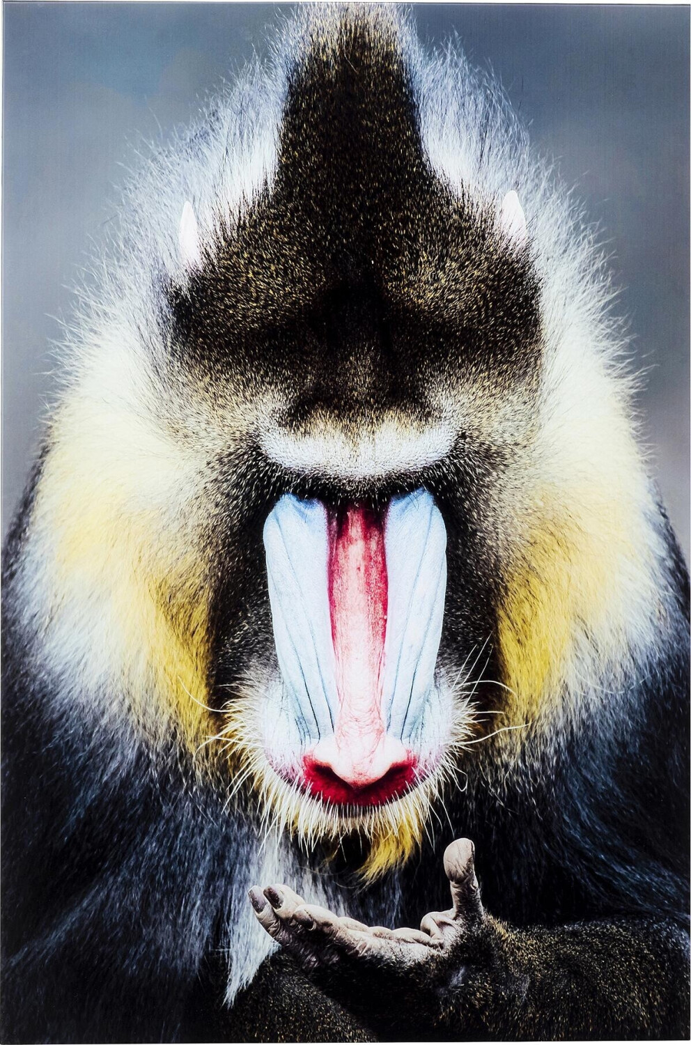 KARE Mandrill Monkey 120x80cm