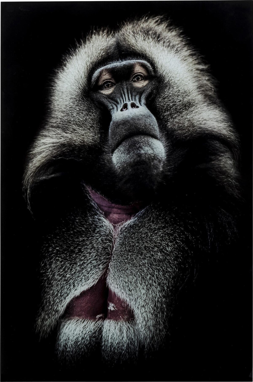 KARE Grandfather Baboon 120x80