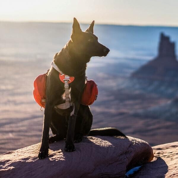 Kurgo Sacoche pour chien Red Kurgo Sacoche pour chien Red