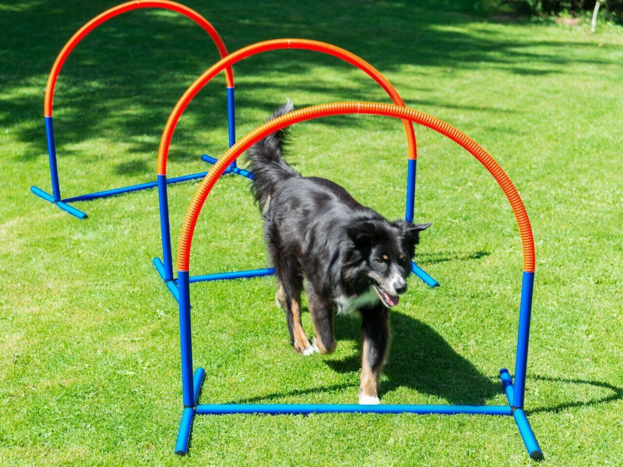 Procyon Cerceau agility Blue Orange 2-Pack Procyon Cerceau agility Blue Orange 2-Pack