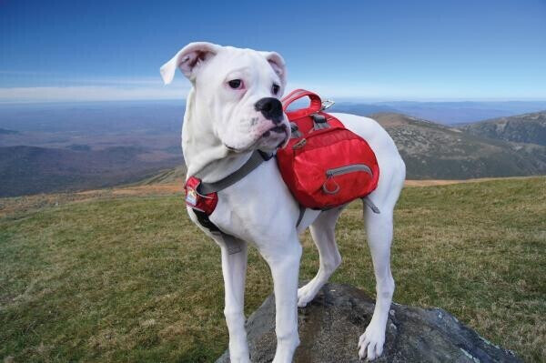 Kurgo Sacoche pour chien Red Kurgo Sacoche pour chien Red