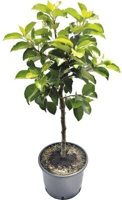 FloraSelf ZwergApfelbaum Malus domestica Delgrina 60100cm ab 32,95