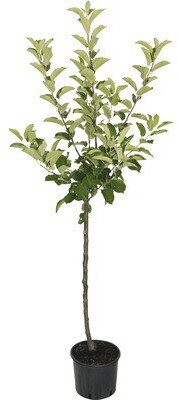 FloraSelf Apfelbaum Malus domestica Elstar 150180cm ab 22,95