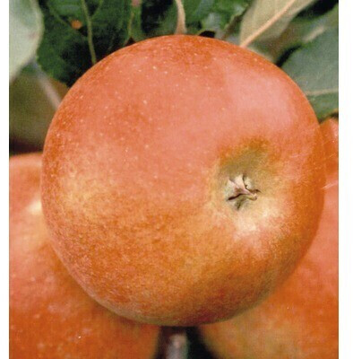 FloraSelf Apfelbaum Malus domestica Elstar 150180cm ab 22,95